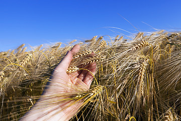 Image showing ripe yellow cereals  