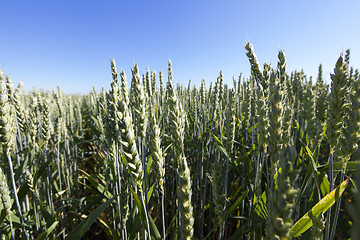 Image showing immature green grass  