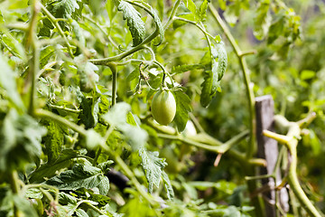 Image showing  green unripe tomato