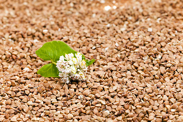 Image showing buckwheat , close up