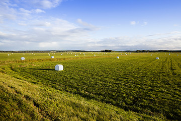 Image showing harvesting grass for feed 