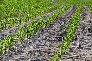 Image showing Field with corn  