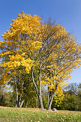 Image showing autumn forest ,  Belarus