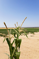 Image showing Corn field, summer  