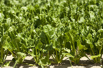 Image showing Field with sugar beet 