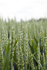 Image showing unripe ears of wheat 
