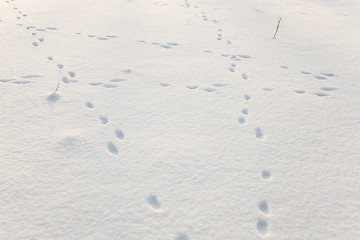 Image showing snow covered field  