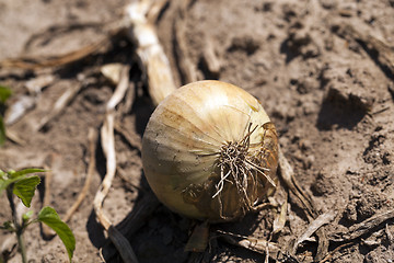 Image showing Harvesting onion field  