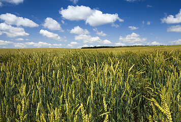 Image showing immature cereals , field