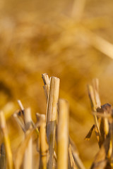 Image showing straw after harvest  