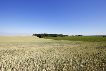 Image showing farm field cereals  