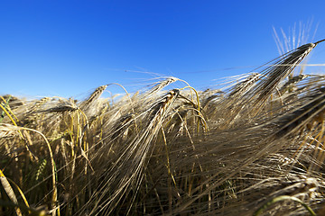 Image showing ripe yellow cereals  