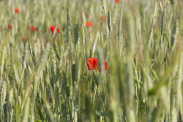 Image showing Red poppy flowers  