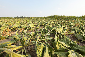 Image showing sluggish sugar beet  