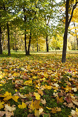 Image showing fallen leaves of trees in the park 