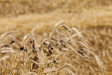 Image showing ripe yellow cereals  