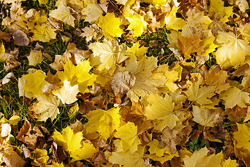 Image showing fallen leaves of trees close-up  