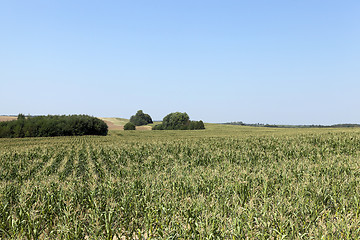 Image showing Corn field, forest  