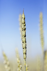 Image showing unripe ears of wheat  