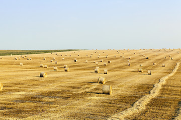 Image showing Agricultural field with wheat  