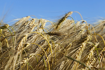 Image showing ripe yellow cereals  