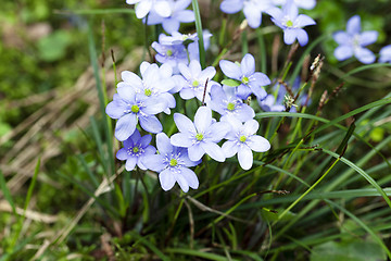 Image showing blue spring flowers  