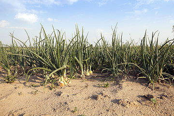 Image showing   green onions, summer 