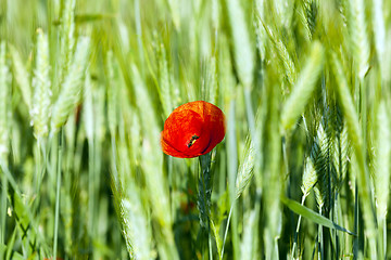 Image showing blooming red poppies  