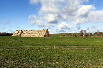 Image showing haystacks piled straw  