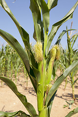 Image showing corn field, agriculture  