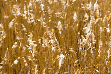 Image showing autumn grass, close-up  