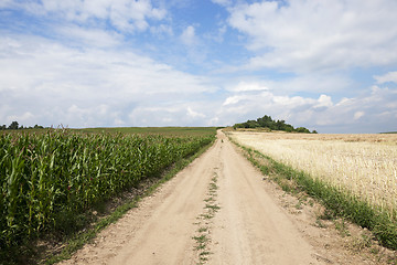 Image showing Field with corn  