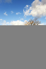 Image showing lonely tree ,  snow.