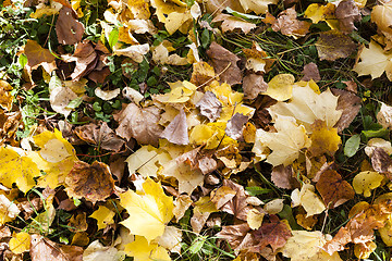 Image showing fallen leaves of trees close-up  