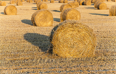 Image showing harvesting cereals ,  Agriculture