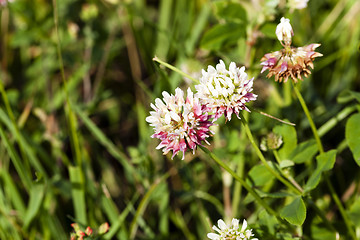 Image showing clover flower, summer 