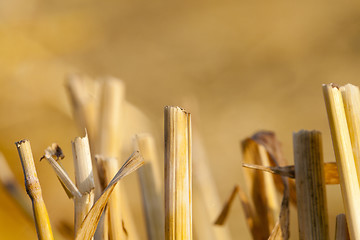 Image showing Field after harvest  