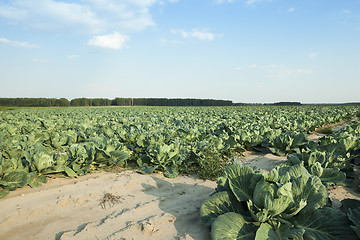 Image showing Green cabbage in a field  