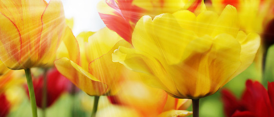 Image showing Tulips on Sunny Spring Day, Highres
