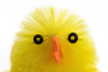 Image showing Single easter chick, isolated, close-up