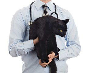 Image showing Veterinarian holds a black cat for examination