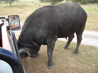 Image showing charging buffalo