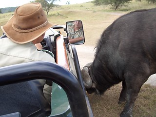 Image showing buffalo chase