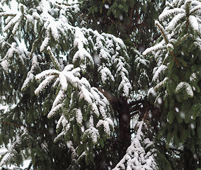 Image showing Winter scene with snow