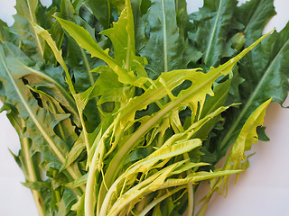 Image showing Catalonian chicory salad