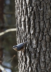 Image showing Eurasian nuthatch in spring