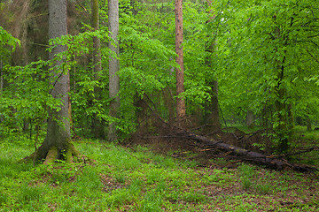 Image showing Juvenile Hornbeam tree,against spruces background