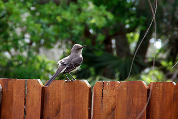 Image showing catbird perched on fence