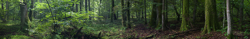 Image showing Summertime old rich stand of Bialowieza Forest