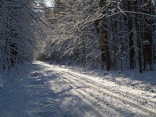 Image showing Forest ground road snow covered